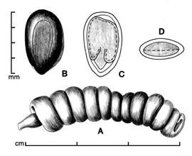   Fruit, seed, and embryo: nbsp; Strombocarpa reptans ; Illustration by L.E. Chandler
